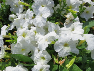 White Petunia flowers