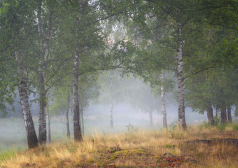 Mist between the beautiful birch trees in the National park Kortenhoeff, feels like a fairytale.