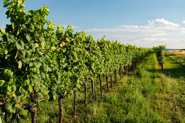 Fototapeta na wymiar Weinstöcke im Hochsommer kurz vor der Ernte