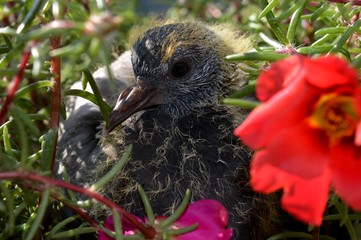 a little pigeon in the flower
