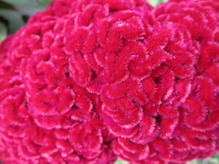 Celosia cristata with red flowers. Flowers similar to the brain or walnut. Pink, purple flowers. 