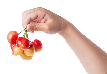 Girl is holding a branch of red cherries