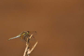 Beautiful dragonfly sitting on a dry plant close-up 