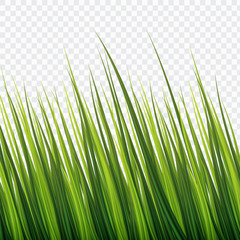 Waving Fresh Green Bush Grass; Realistic Style on White Isolated background;vector; illustration.