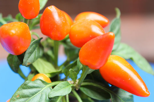 Topf mit kleinen orangen Chilis