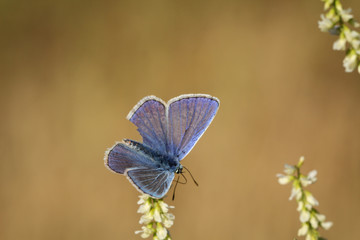 Bläuling, Schmetterling, Falter auf einer Pflanze 