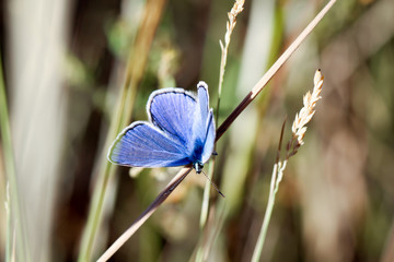 Bläuling, Schmetterling, Falter auf einer Pflanze 