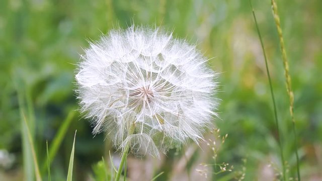 Big dandelion on natural background. Salsify-Tragopogon dubius
