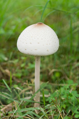 False parasol, Green-spored parasol or Chlorophyllum molybdites. White mushroom on green grass field