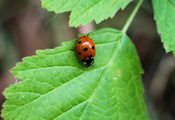 Siebenpunkt Marienkäfer auf einem Blatt
