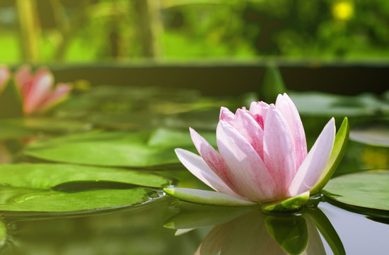 Beautiful lotus flower or water lily in a pond with green leaves in the background, In Buddhism lotus is symbolic of purity