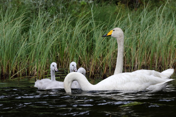 Whooper swan