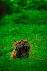 An angry male tiger portrait with yawn expression in monsoon green background at ranthambore national park, rajasthan, india	