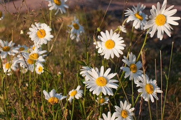 Daisy flowers in sunset closeup by a lake in Varmland Sweden