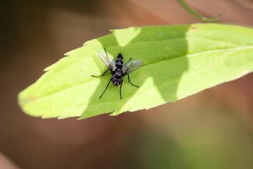 Fliege auf einem Blatt