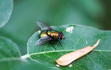 Fliege auf einem Blatt
