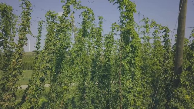 Hopfenpflanzen in der Hallertau