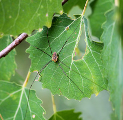 Weberkneckt im Grünen