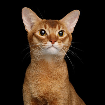 Portrait of Abyssinian Cat with huge eyes, isolated on black background, front view