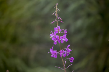 Fireweed, Sitka, Alaska