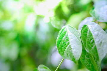 Closeup nature view of green leaf on blurred greenery background in garden using as background natural green plants landscape, ecology, fresh wallpaper concept.