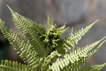 Knotting gall (Chirosia betuleti) on a male fern (Dryopteris filix-mas)