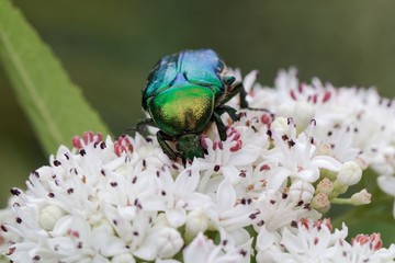 The flower chafer Protaetia lugubris