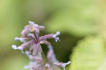 African sage (Salvia aethiopis)