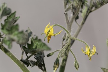 Flower of a tomato plant (Solanum lycopersicum)