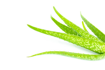 Aloe vera close up  isolated on white background