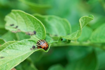  Colorado potato beetle (Leptinotarsa decemlineata) on a leaf of a potato plant