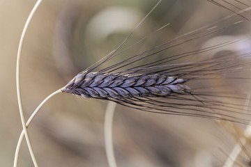 Spike of black emmer wheat (Triticum dicoccon var. atratum)