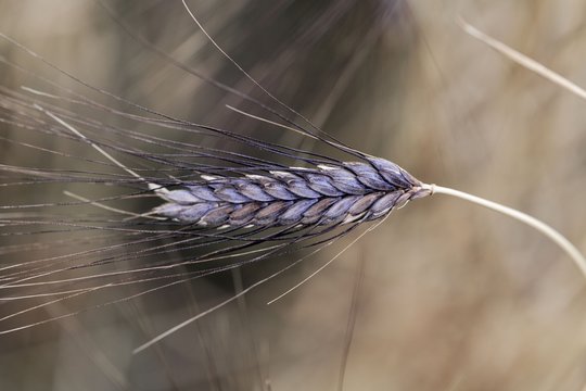 Spike of black emmer wheat (Triticum dicoccon var. atratum)