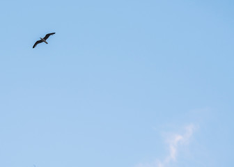 bird