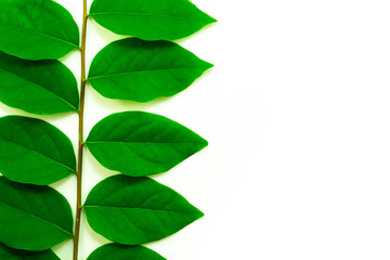 Leaves star gooseberry close up isolated on white background