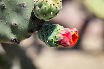 Detail eines Kaktus, Pflanze, Blüte, Natur 