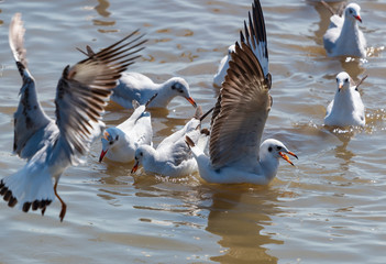 Seagull portrait against sea shore. Close up view of white bird seagull sitting by the beach. with natural  background.