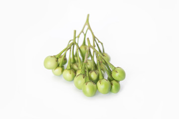 Turkey berry, Pea eggplant, Solanum Torvum isolated on white background