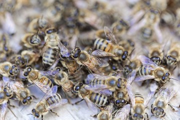 European honey bees (Apis mellifera) on a wood background.