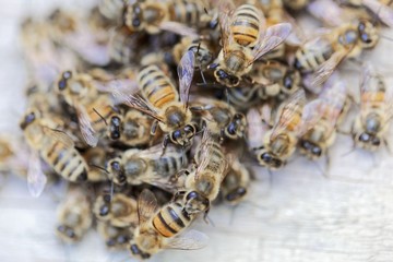 European honey bees (Apis mellifera) on a wood background.