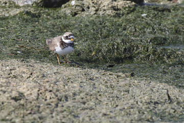 Common Ringed Plover