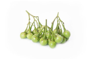 Turkey berry, Pea eggplant, Solanum Torvum isolated on white background