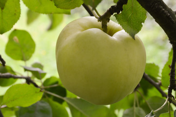 Ripe apple on a branch