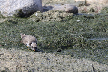 Common Ringed Plover