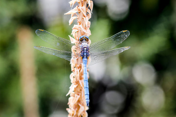 Libelle, Kleinlibelle, Prachtlibelle, Odonata, Odonatoptera, Insekten