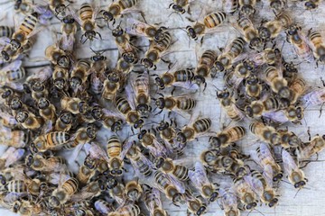 European honey bees (Apis mellifera) on a wood background.