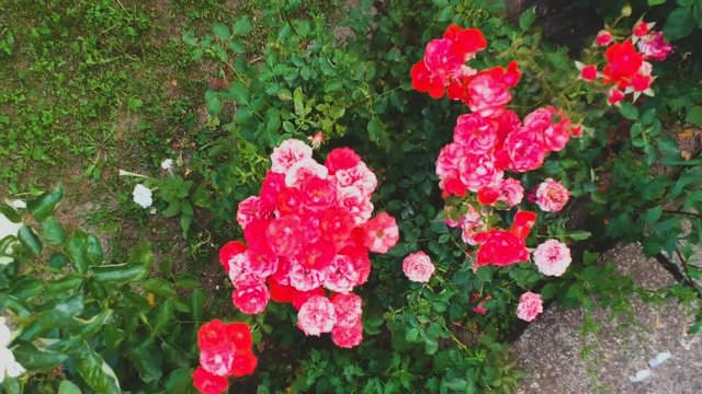 Aerial shot of roses