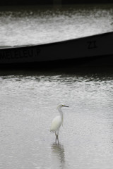 garça branca e barquinho