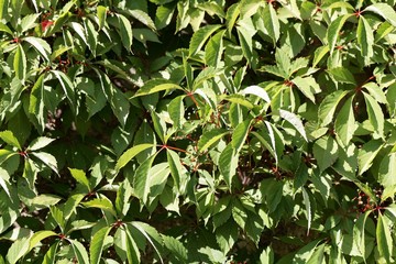 Leaves of a Virginia creeper (Parthenocissus quinquefolia)