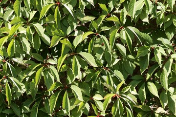 Leaves of a Virginia creeper (Parthenocissus quinquefolia)
